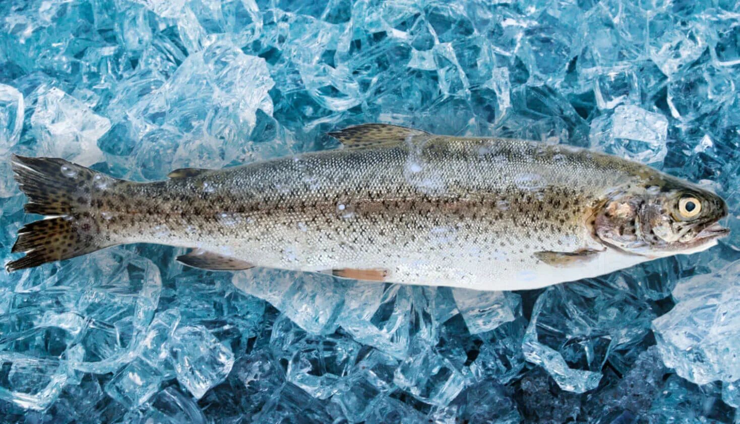 какая форель лучше карельская или мурманская. какая форель лучше карельская или мурманская. финская форель. форель радужная икорная карелия. форель свежая.