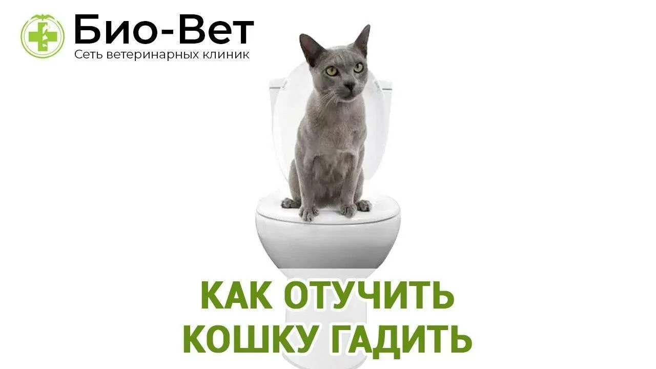 Гадить по углам. Отучить гадить кошку. как отучить кошку гадить. отучить кота гадить в неположенном месте. как отучить кошку гадить в неположенном месте.