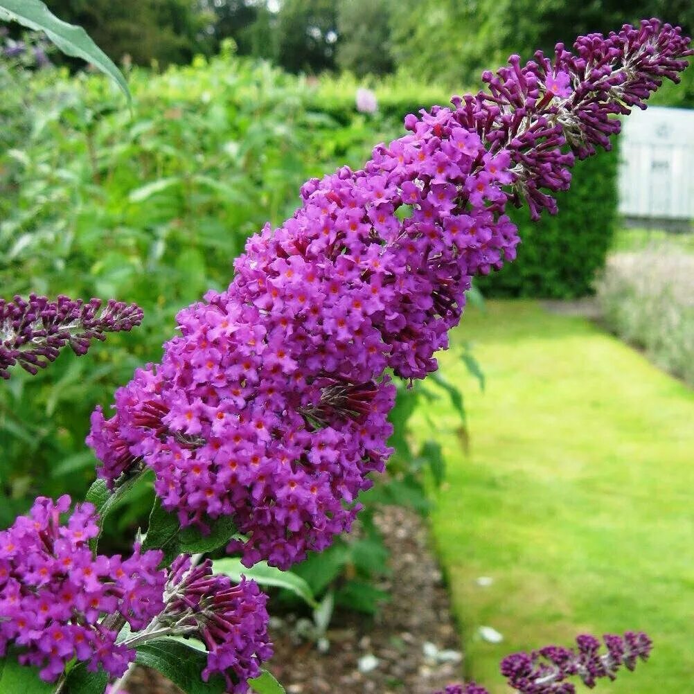 растение буддлея давида. буддлея баттерфляй тауэр. сорта будлеи фото. сорта будлеи фото. буддлея давида magenta munchkin.