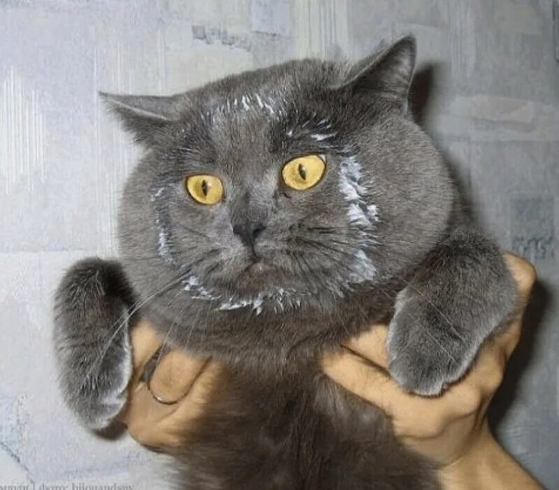 Ни коты. Ни коты