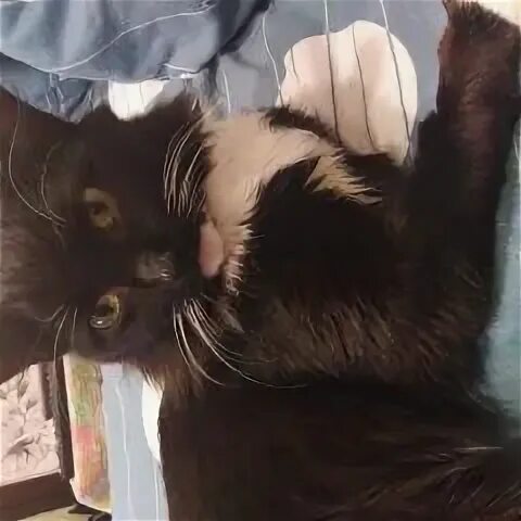 Коты инвалиды. Потеряшки барнаул. Потеряшки златоуст кошки. Барнаульская кошка. Потеряшки барнаул кошки.