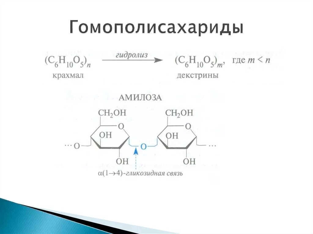 Растение гидролиз. Гомополисахариды: крахмал, строение.. Гомополисахариды: крахмал, гликоген, Целлюлоза, декстраны.. Гидролиз гомополисахаридов. Гомополисахариды формулы.