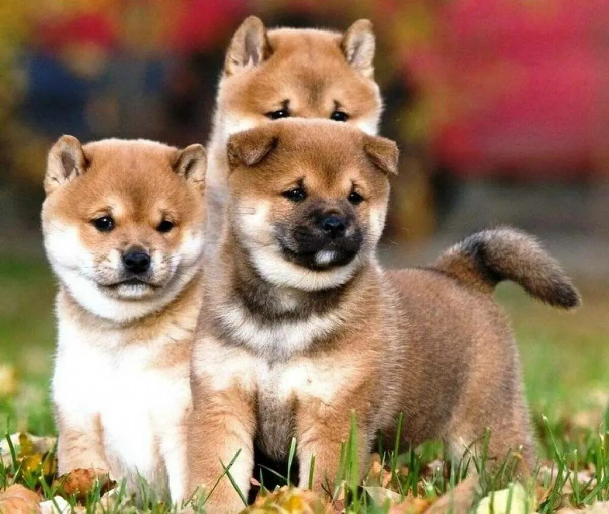 Сиба ину. Японская порода собак сиба-ину. Шиба ину ину. Сиба ину щенок.