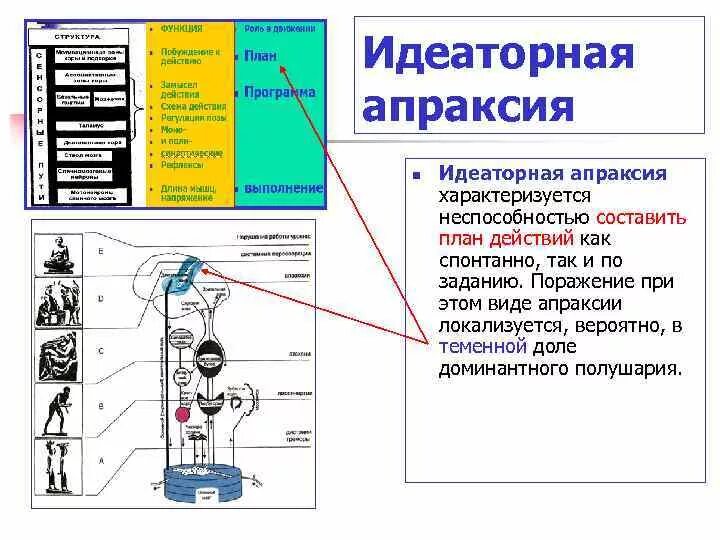 Двигательная сфера виды