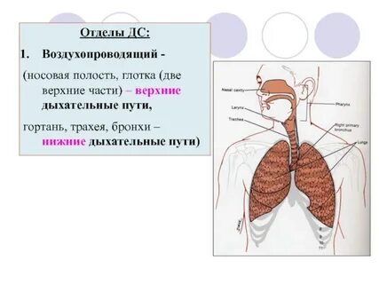 Два глоточка