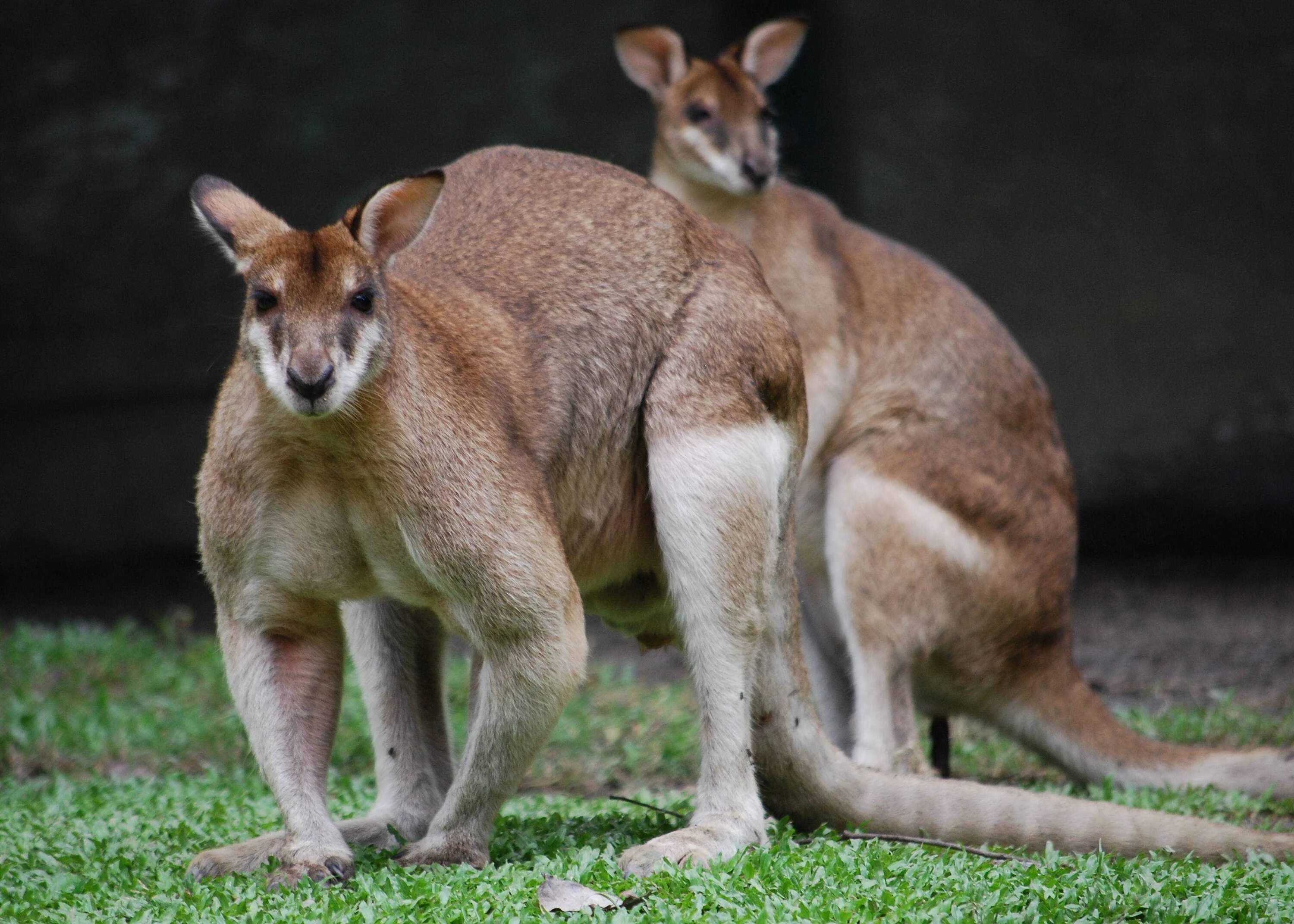 Самка кенгуру. Семейство кенгуровых. Австралийский кенгуру. Кенгуру в Австралии. Кенгуру гранди