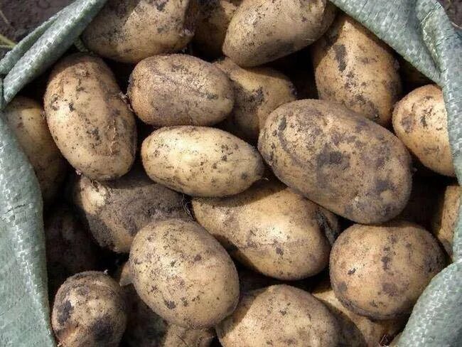 Купить картофель в ленинградской области. Крупный картофель. Картофель отборный. Картошка домашняя. Ведро картошки.