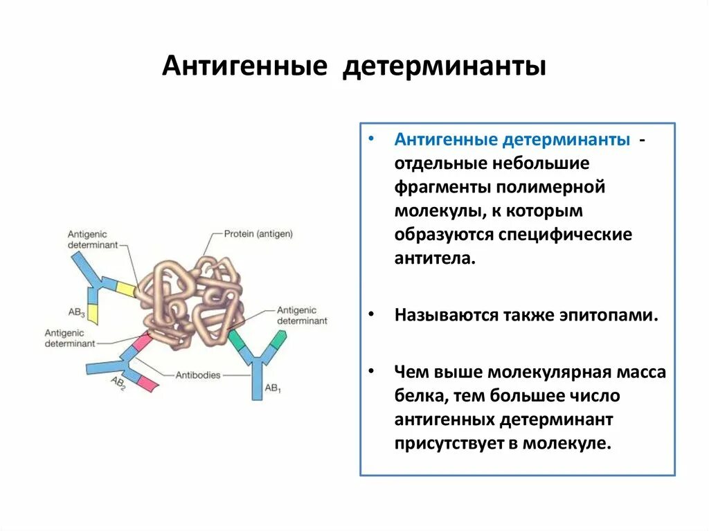 Антигены строение свойства. Антигены строение и функции. Строение структура антигена. Строение антител антигена детерминанта. Основные группы антигенов