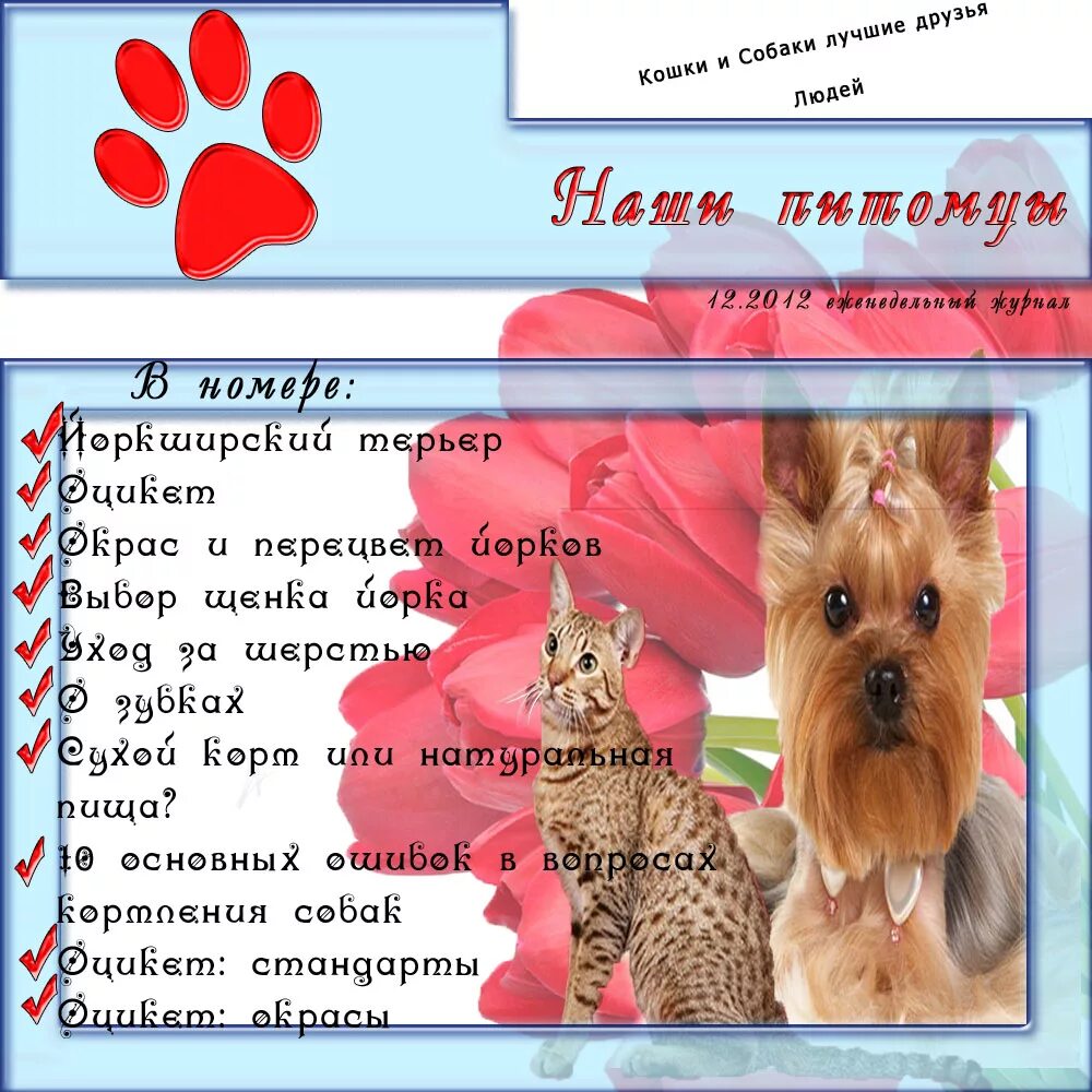 Как назвать девочку щенка имя. Имена собак для мальчиков терьер йоркширский для мальчиков. имя для собаки мальчика порода йоркширский терьер. красивые имена для собак девочек йорков. имена для собаки девочка йорк.