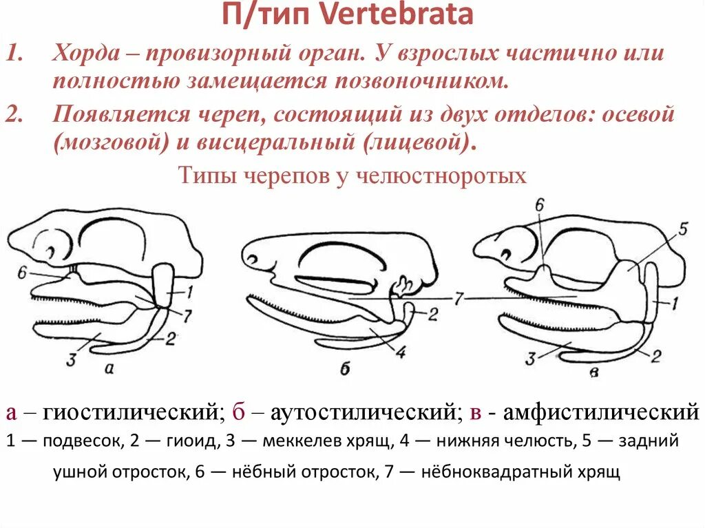 Типы крепления мозгового и висцерального отделов черепа рыб. Типы крепления черепа позвоночных. Типы соединения челюстей с осевым черепом. Эволюция висцерального черепа позвоночных.