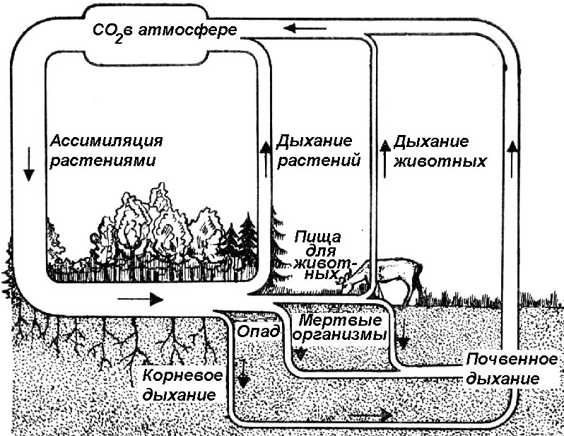 Двуокись углерода формула. Восстановление углекислого газа углеродом. Абсорбция углекислого газа. Двуокись углерода. Со и со2 это углекислый.