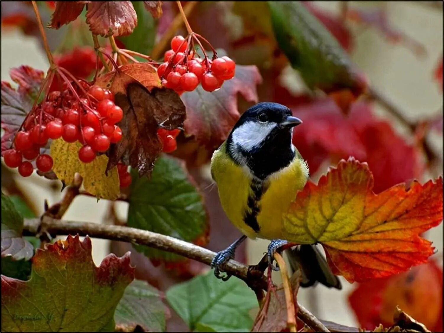 Осенние птицы. Осень птицы. Птицы осенью. Красивые осенние птицы. Покажи осенних птиц