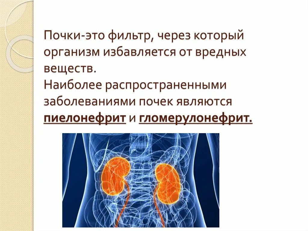 Заболеваний почек самые распространенные. Поражение почек анализ. Почки это фильтр организма. Почки через фильтрует. Орви почки