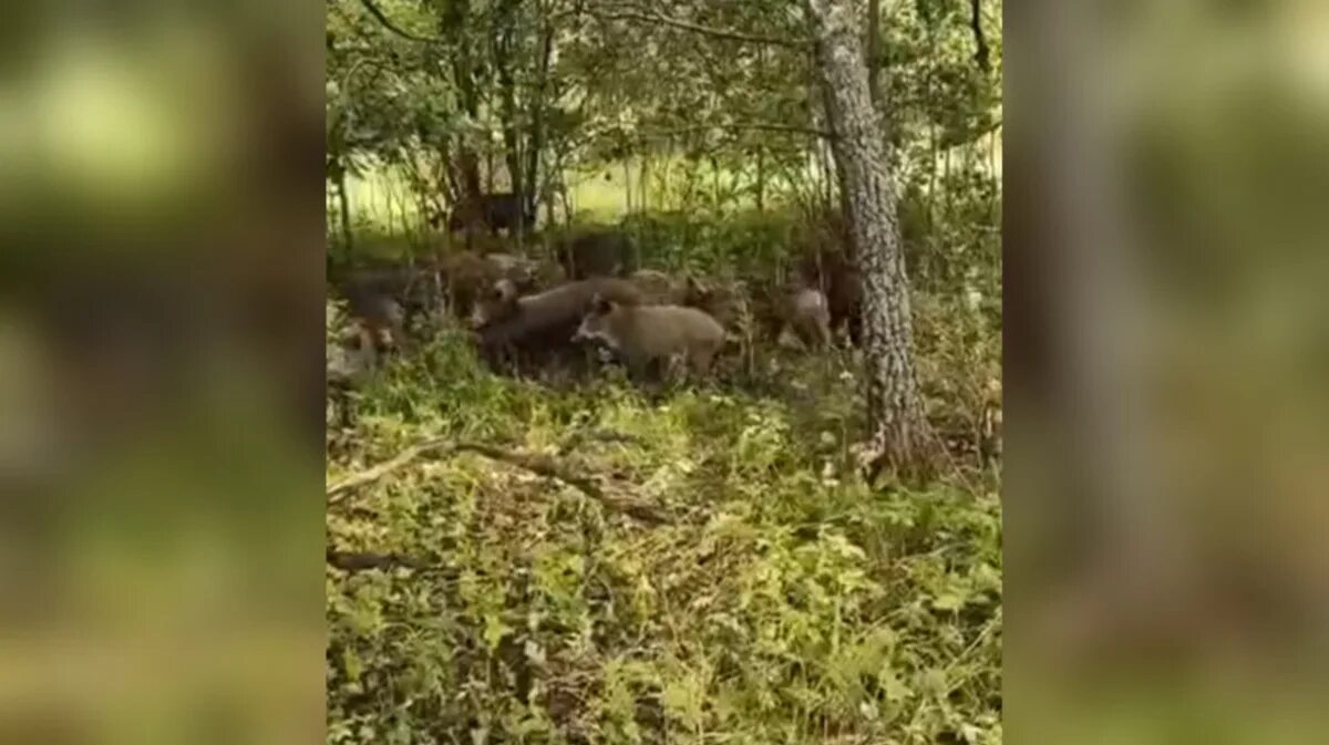 Сон кабан нападает. Дикий кабан нападения на людей.