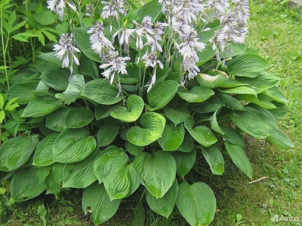 Многолетние цветы с большими листьями