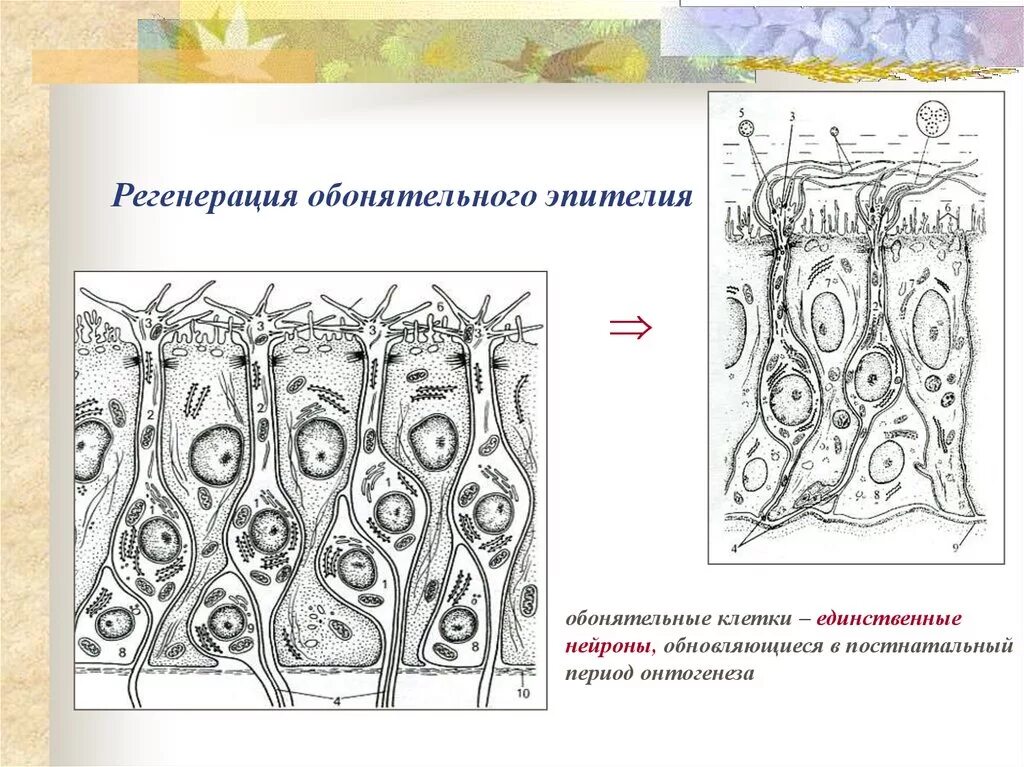Физиологическая регенерация железистого эпителия. Эпителиальная ткань гистология. Однослойный эпителий функции ткани. Регенерация обонятельного эпителия. Многослойный плоский ороговевающий эпителий препарат.