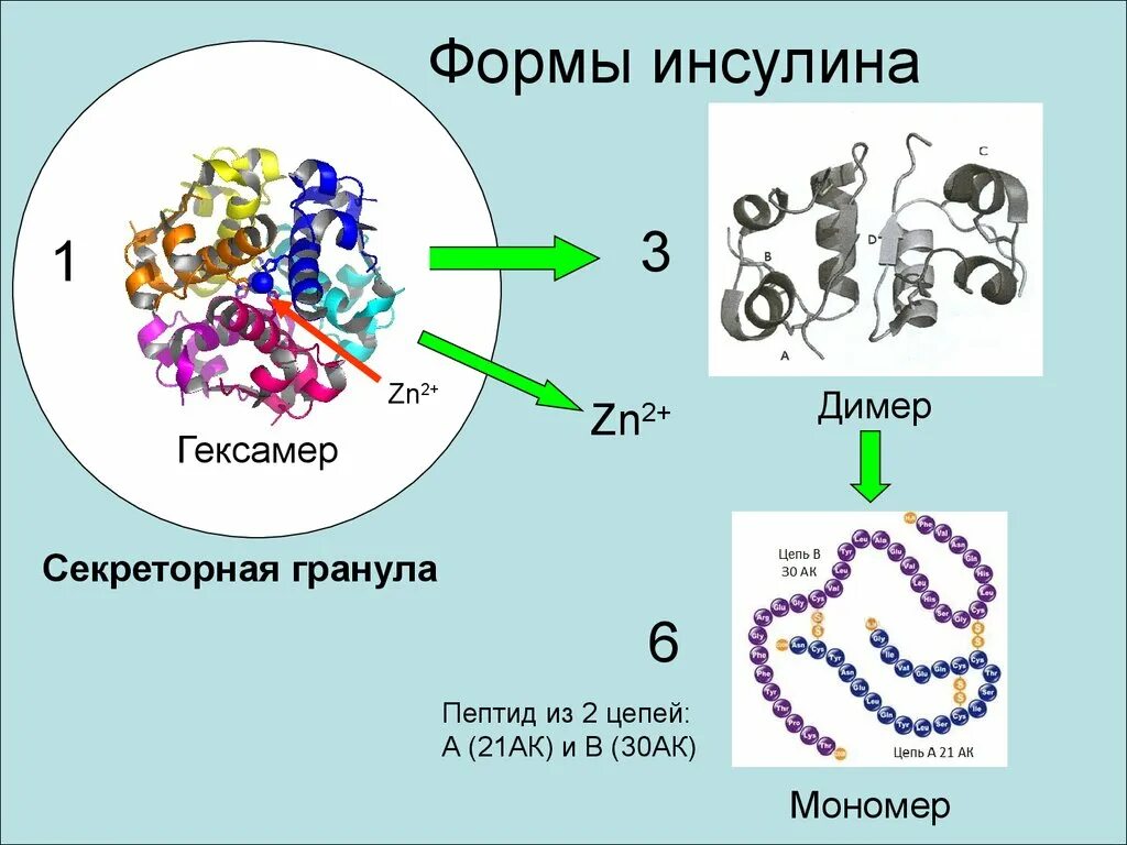Мутации ведут к изменению первичной структуры белка
