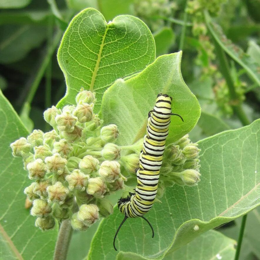 Common plants. Листотелы. Дерево Milkweed. Blue Milkweed цветы. Phylliinae, Листотелы.