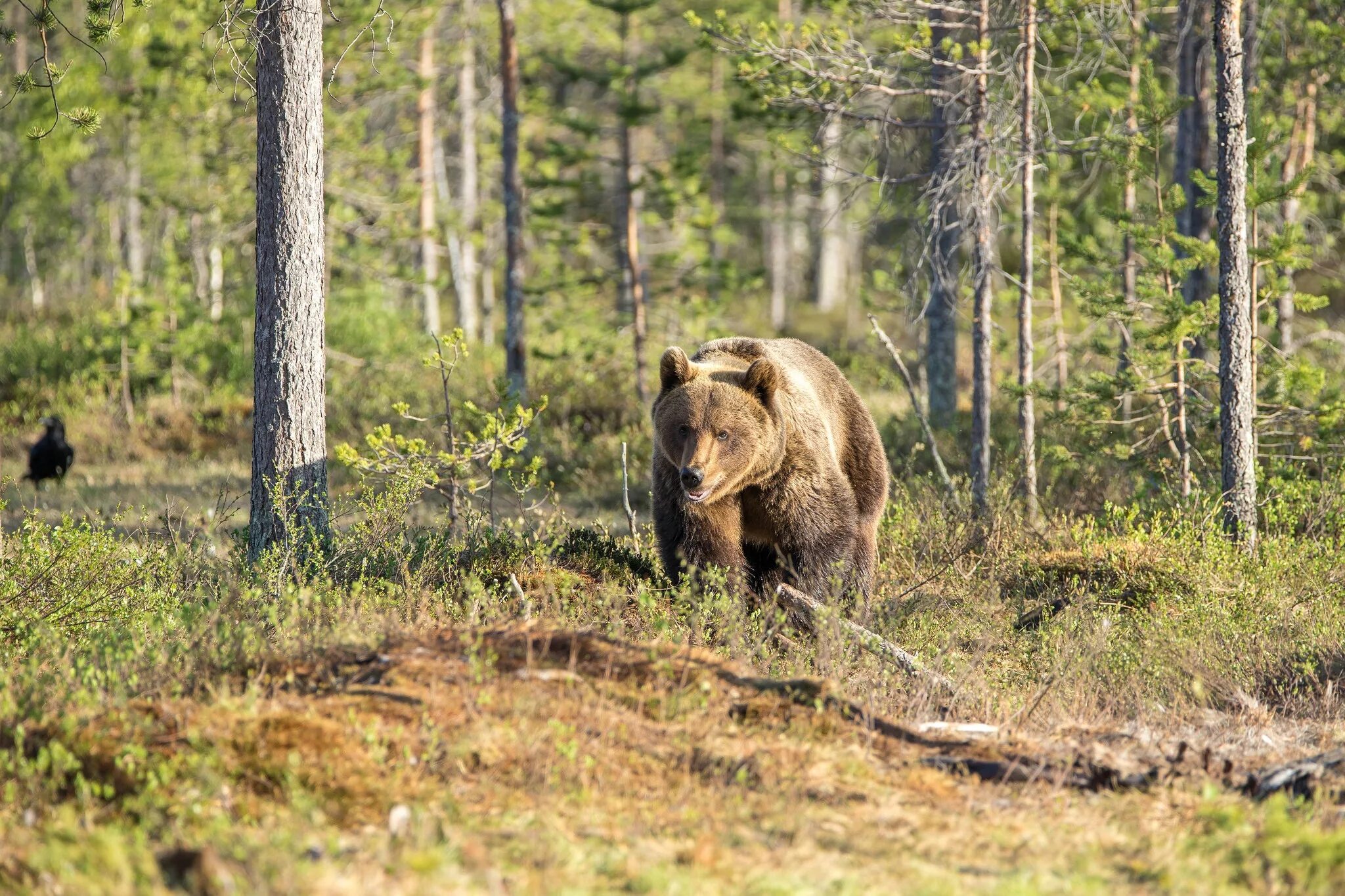 Жизнь медведей в лесу. Беловежская пуща медведи. Медведь Кологривский лес. Сайлюгемский бурый медведь. Бурые медведи в Сосновом лесу.