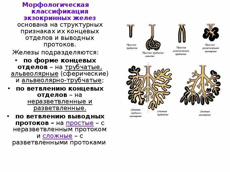 Морфологическая классификация экзокринных желез. Классификационные признаки экзокринных желез. Морфологическая классификация экзокринных желез гистология. Типы секреции экзокринных желез.