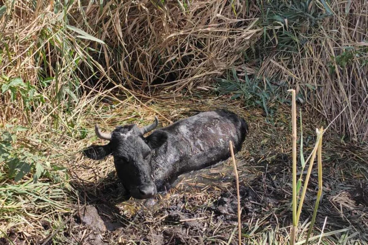 Корова в болоте. Корова застряла в грязи.