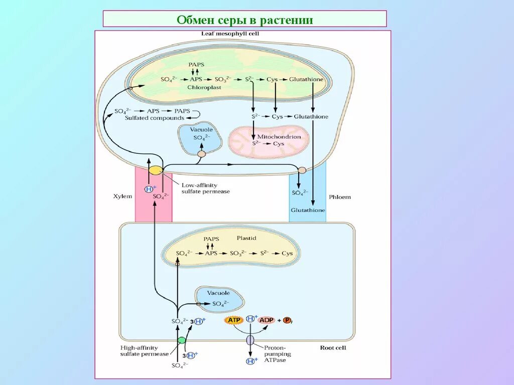 Обмен веществ минеральное питание. Обмен серы в растении. Роль серы в жизни растений. Метаболизм азота в растении. Минеральный обмен растений.