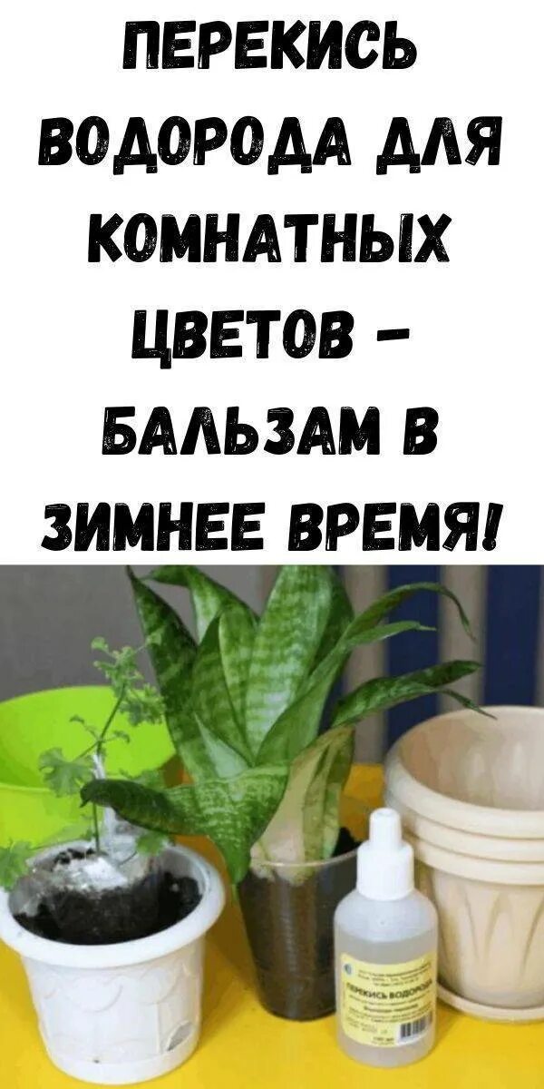 Перекись водорода для комнатных цветов. Перекись для цветов комнатных. Перекись водорода для полива комнатных цветов. Перекись водорода для цветов комнатных полив.