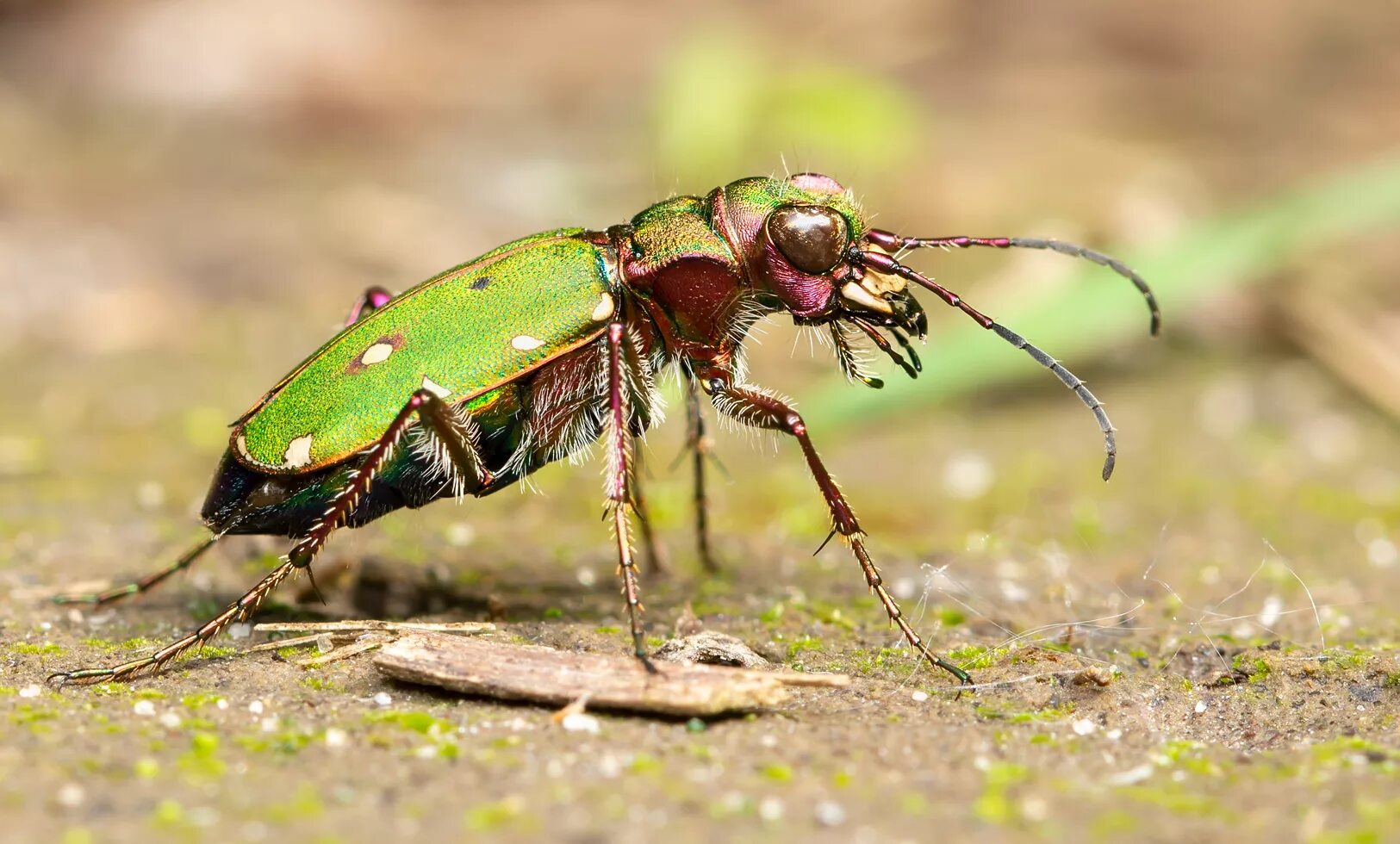 Скакун полевой Cicindela Campestris. Жук скакун полевой зеленый. Жук скакун насекомое. Жук скакун Лесной.