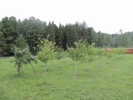Могилевский лесхоз