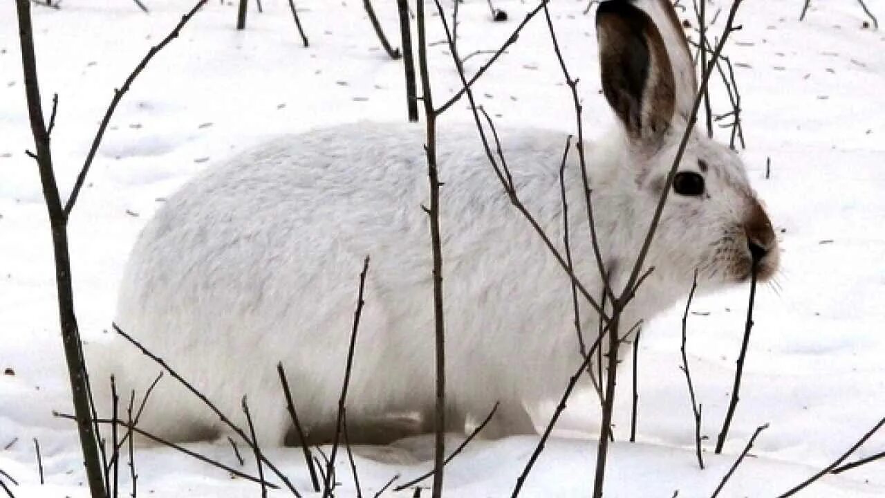 Зайцы кормятся корой деревьев. Заяц беляк объедает кору дерева. заяц тумак. заяц грызет кору деревьев. заяц зимой фото.