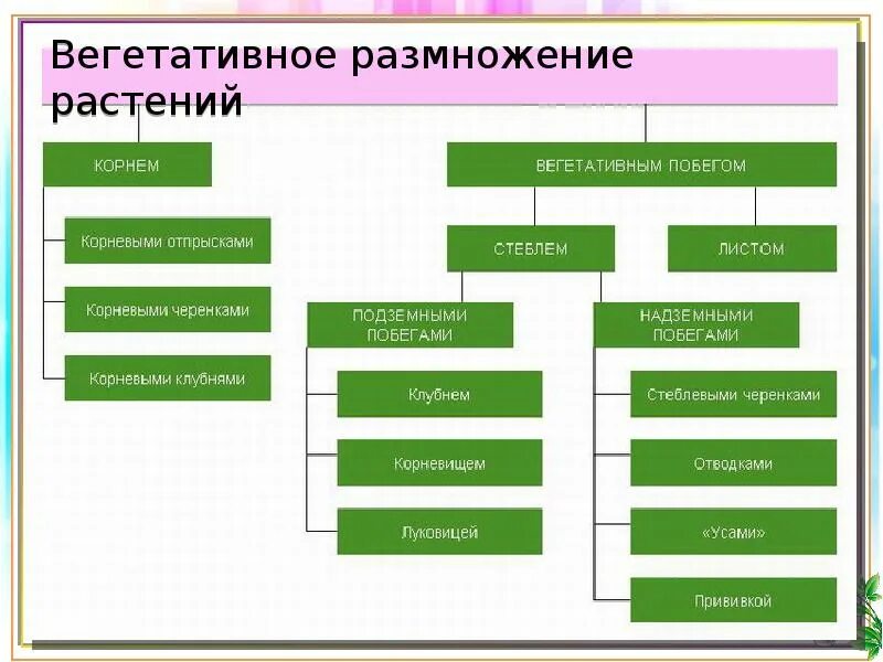 Свойства размножения растений. Размножение растений. вегетативное размножение. виды вегетативного размножения. способы размножения растений.