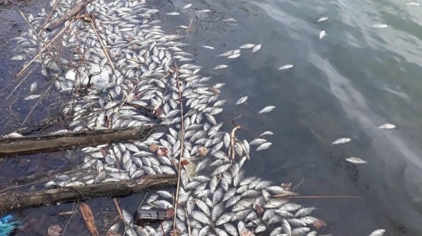 Запускаем рыбу в пруд. Сурское водохранилище рыба мертвая.