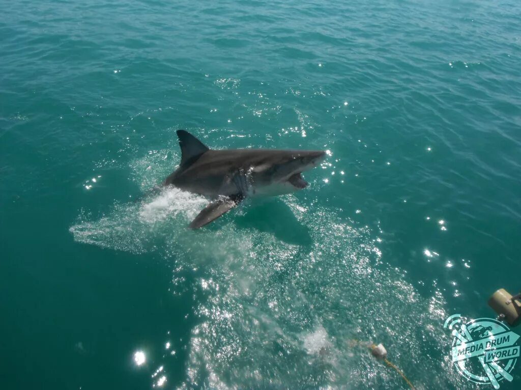 Обитают ли акулы. Черноморская акула Катран. Катран акула черного моря. Катран Сочи акула. Черноморская рифовая акула.