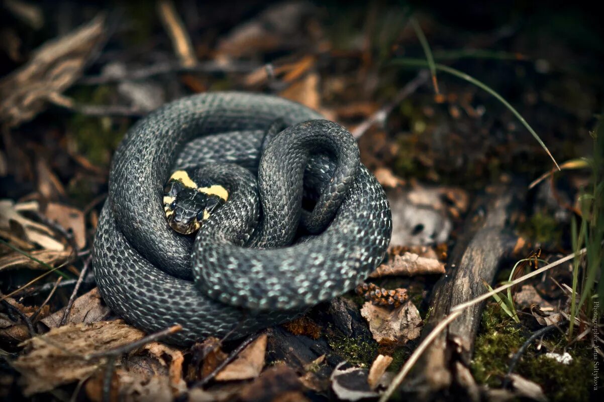 уж змея. обыкновенный уж. обыкновенный уж. ужем. ужем.