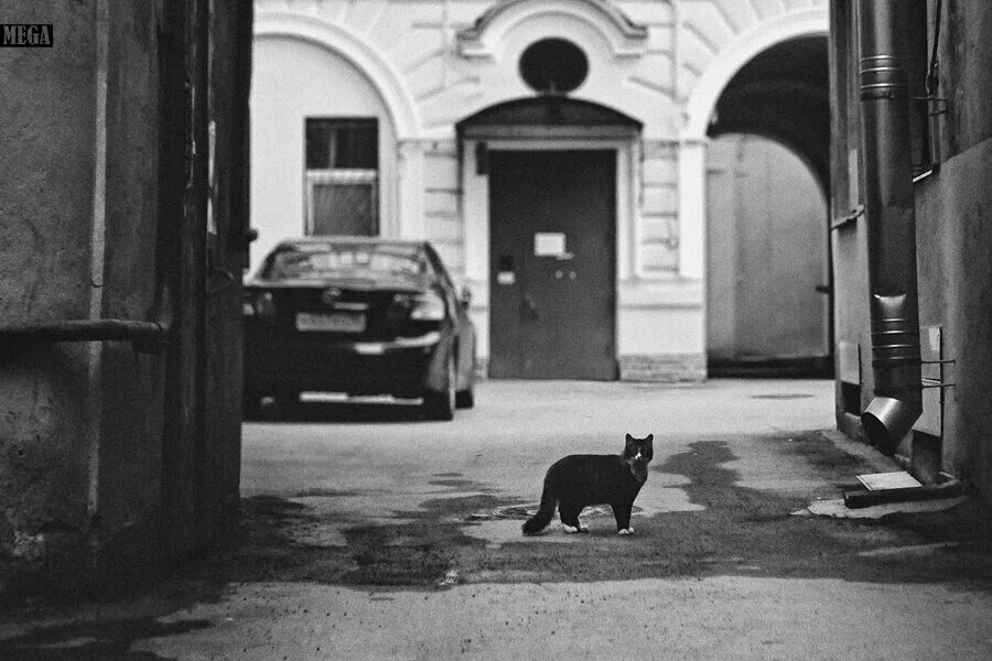 В ее дворе стоит. Кот во дворе. дворовые кошки. питерские кошки во дворе.
