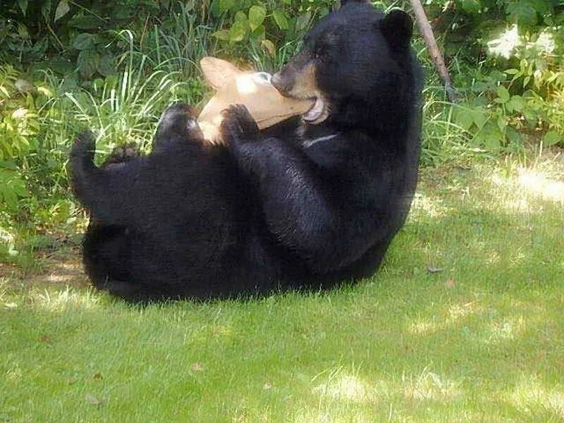Украсть медведя. Медведь с оторванной головой. По Медвежьи. Медведь с оторванной головой игрушка.
