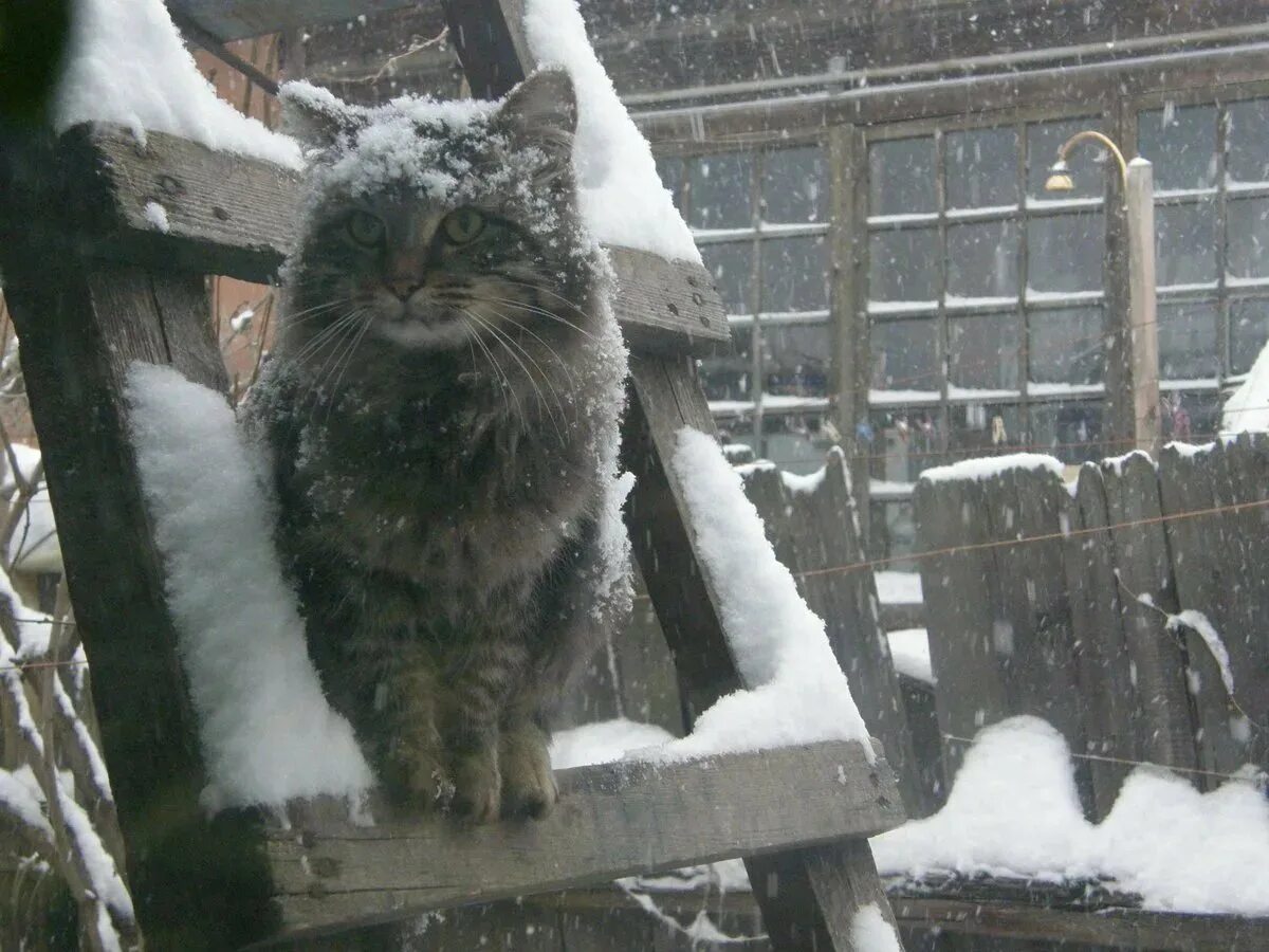 Холодно ли котам на улице. Кот замерз. кошка на улице зимой. бездомные коты зимой. кот мерзнет.