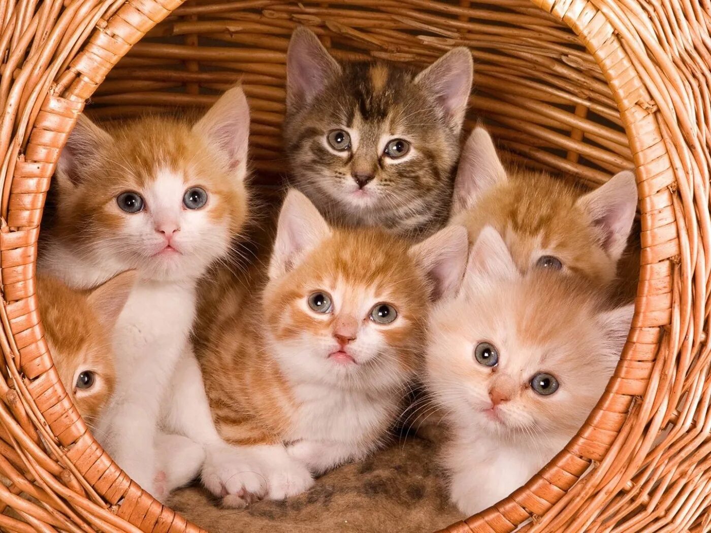 Играть 5 котят. Картинки котят. Пять котят. Шесть котят. Милые котики.