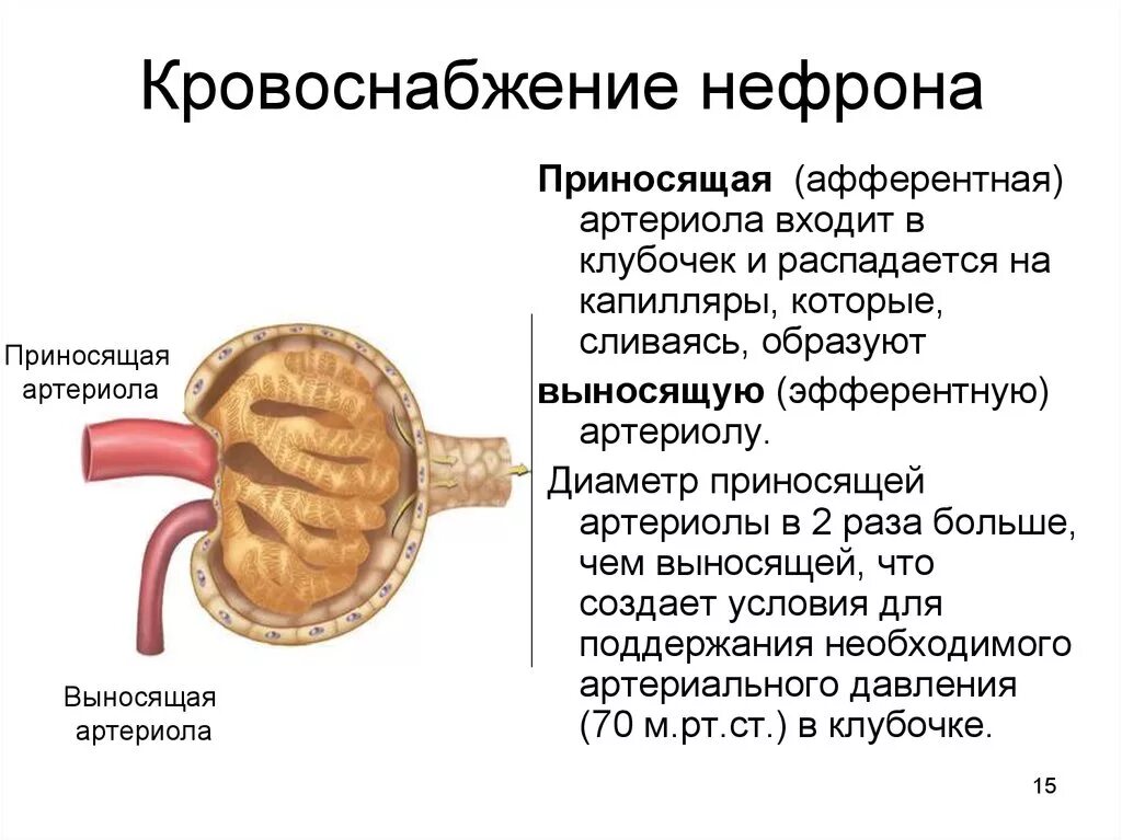 Выносящая артериола почки. Кровоснабжение почки приносящая артериола. Афферентная артериола. Особенности кровоснабжения нефрона. Кровоснабжение нефрона схема.