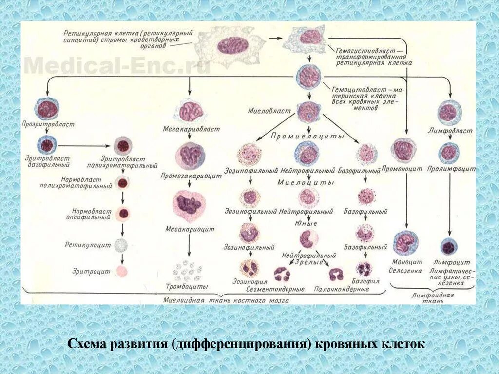 Гемопоэтическая стволовая клетка схема. Схема кроветворения в Красном костном мозге. Схема кроветворения кровь костный мозг. Схема образования клеток крови в Красном костном мозге. Клетки крови образующийся в костном мозге