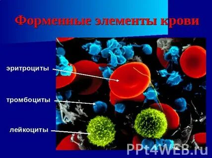 Цвет лейкоцитов