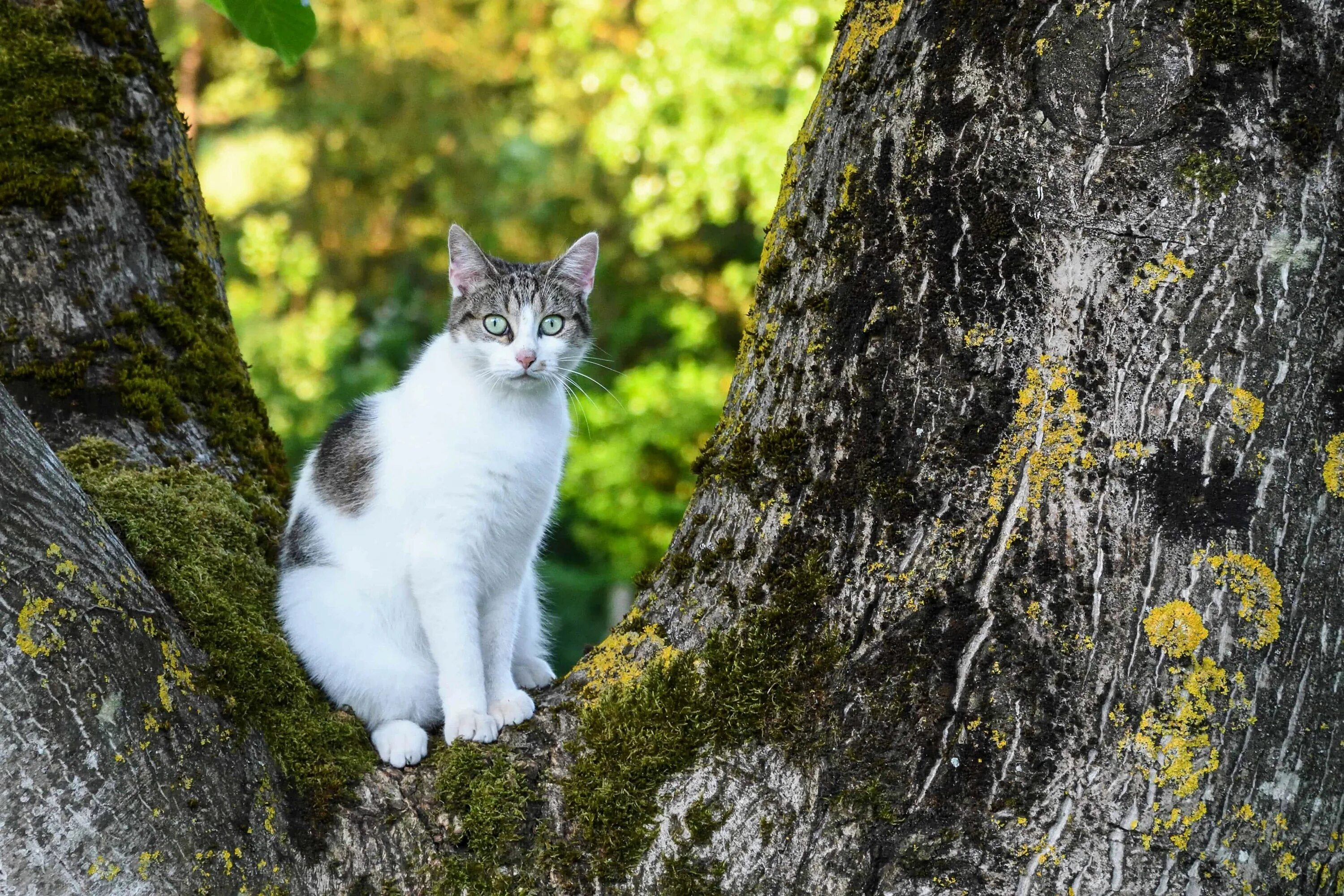 Кошка на природе. Кошка серая. Бело серая кошка. Серо белая кошка. Серая кошка с черными пятнами