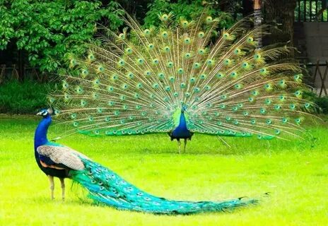 As happy as a peacock