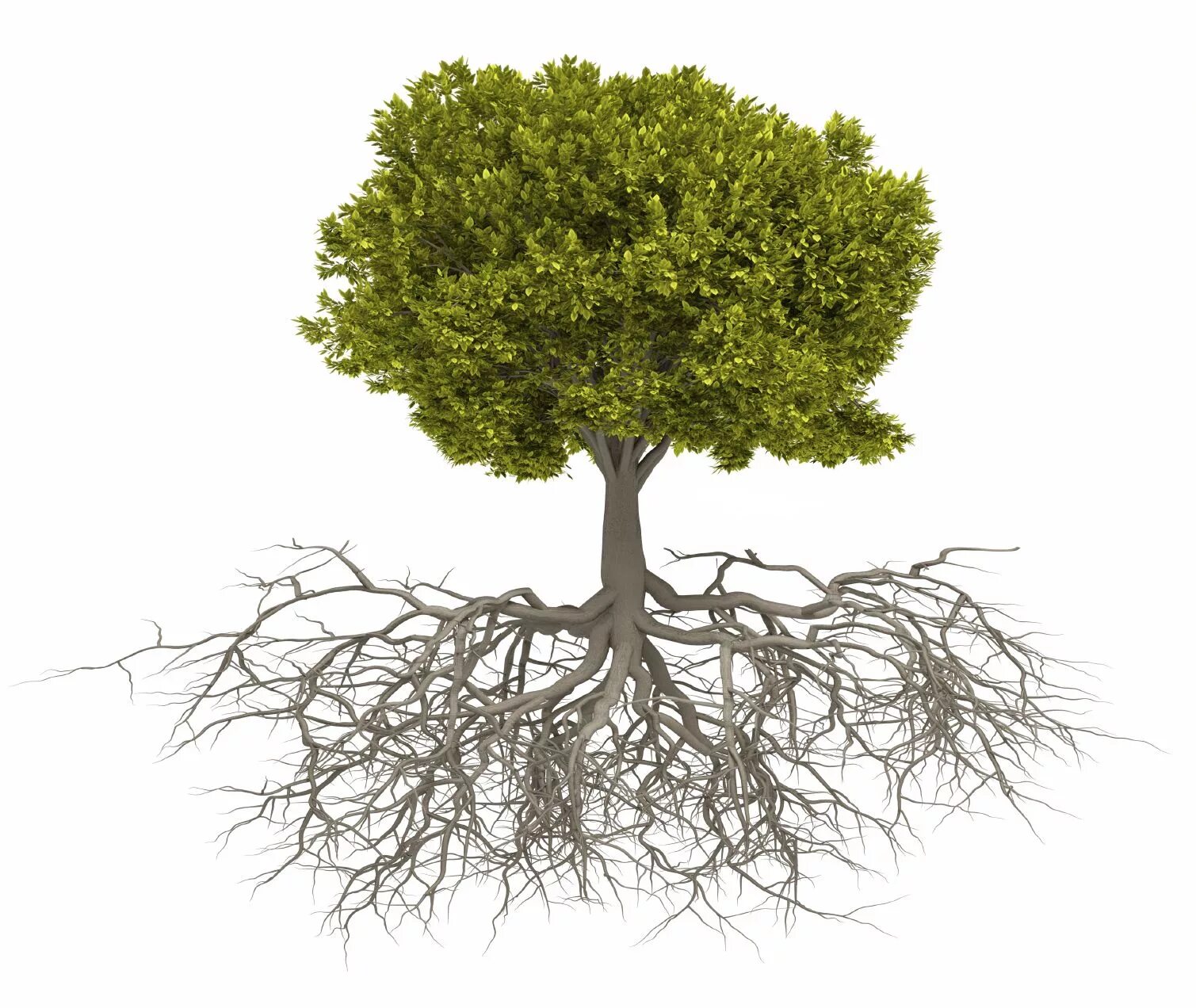 A tree without roots