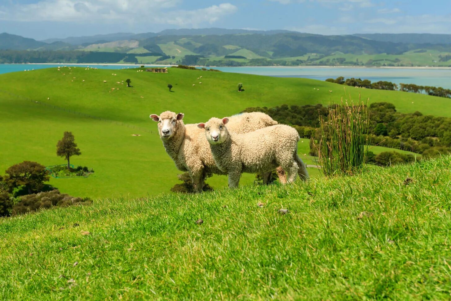 На лугу паслись овцы. Поле с овечками. Новая зеландия овцеводство. На лугу паслись овцы. Поле с овечками.