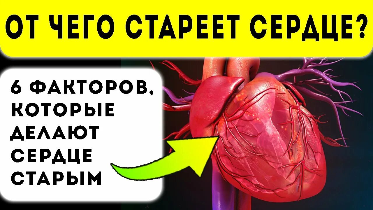 Старение сердца. Сердце в руках. Здоровое сердце. Старение сердца. Процесс старения организма.