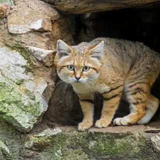 Дикие кошки виды
