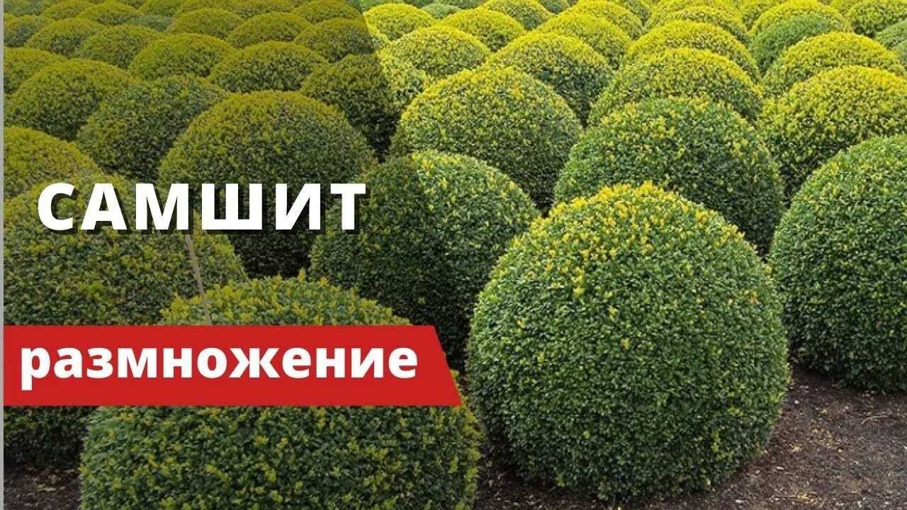 Растения шарообразной формы