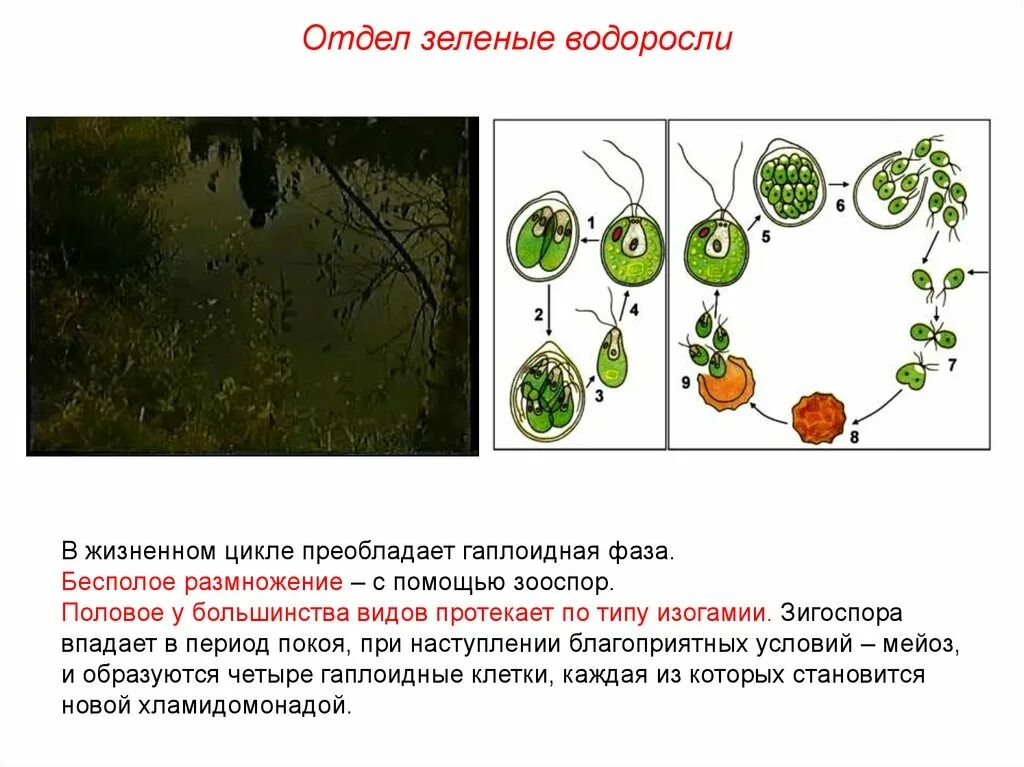 Размножение зеленых водорослей. Жизненный цикл водорослей. Жизненный цикл зеленых водорослей. Преобладание гаплоидного поколения в жизненном цикле.