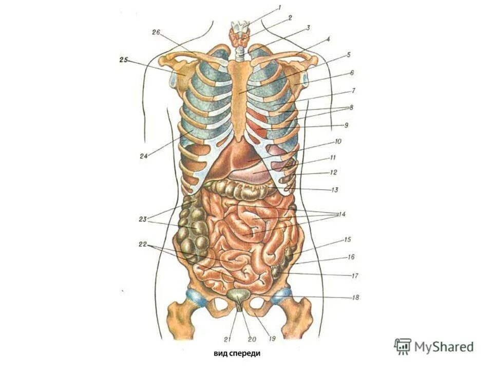 Строение человека внутренние со спины. Внутренние органы человека со спины. Строение органов человека со спины. Анатомия человека со спины органы. Строение человека внутренние органы фото с надписями мужские.